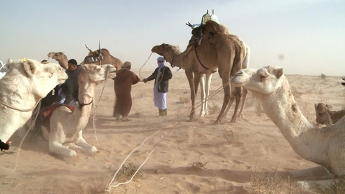 Сахара: зима в пустыне