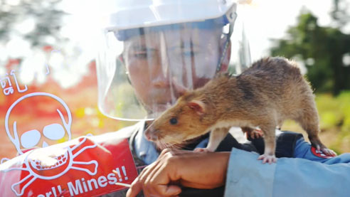 Маленькие сапёры. Как африканские крысы работают на минных полях